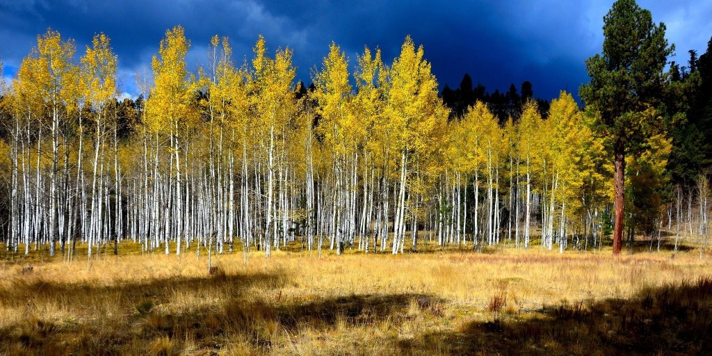 Can the oldest tree in the world teach us to build a resilient brand? (Guest&nbsp;contributor)